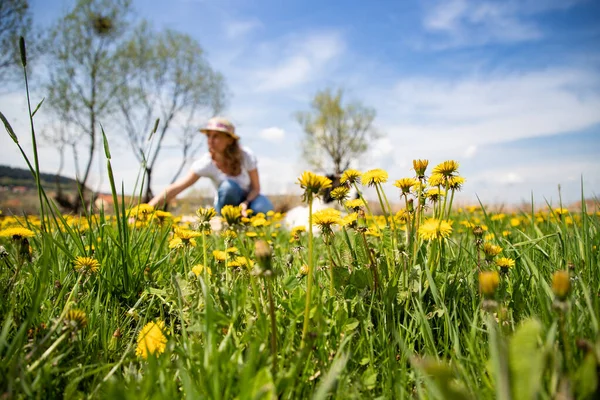 Karahindiba toplayan bir kadın.