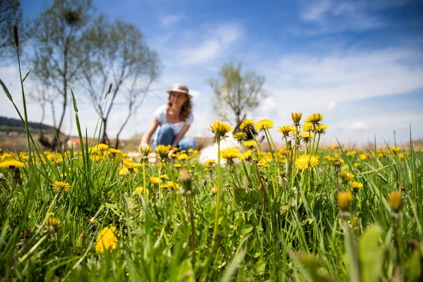 Woman Picking Dandelion Flowers Wild Garden — Stock Photo, Image