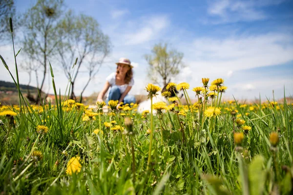 Vrouw Plukken Paardebloem Bloemen Wilde Tuin — Stockfoto