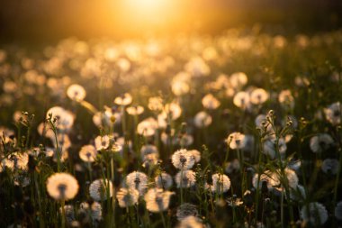 Gün batımında tohumlu karahindiba tarlası