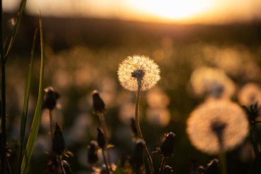 Gün batımında tohumlu karahindiba tarlası