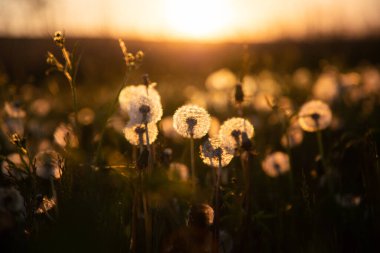 Gün batımında tohumlu karahindiba tarlası