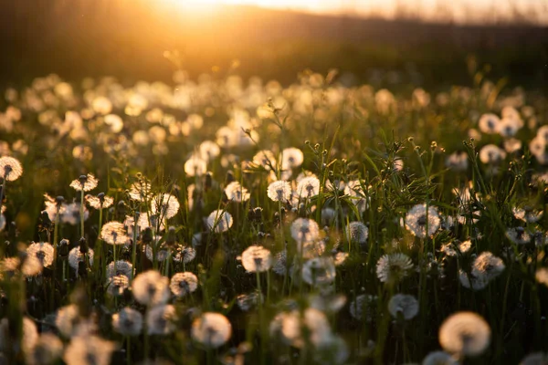 Campo Diente León Con Semillas Atardecer — Foto de Stock