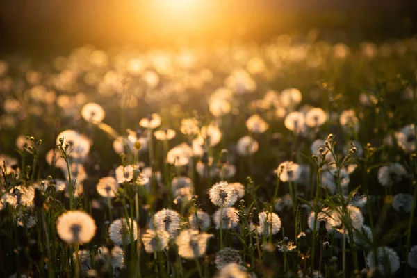 Gün batımında tohumlu karahindiba tarlası
