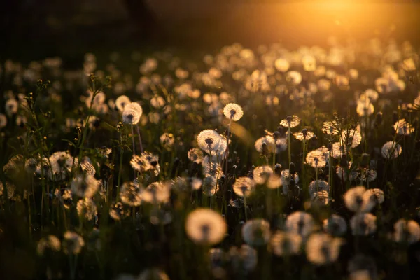 Dandelion Field Seeds Sunset — Stock Photo, Image