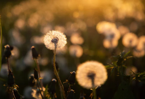 Campo Diente León Con Semillas Atardecer — Foto de Stock