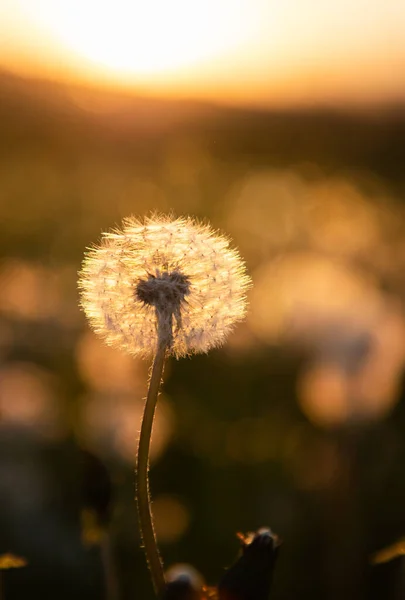 Dandelion Field Seeds Sunset — Foto de Stock