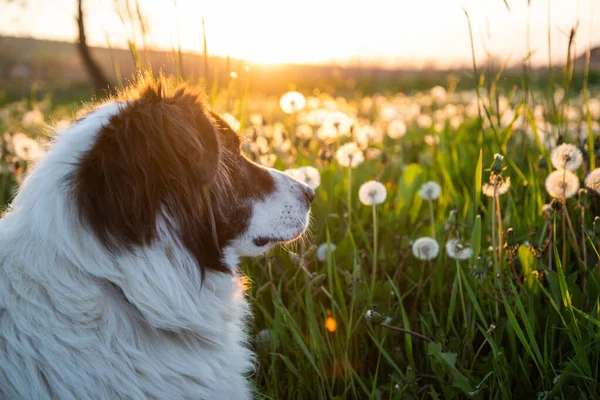 Gün Batımında Karahindiba Tarlasında Köpek Portresi — Stok fotoğraf