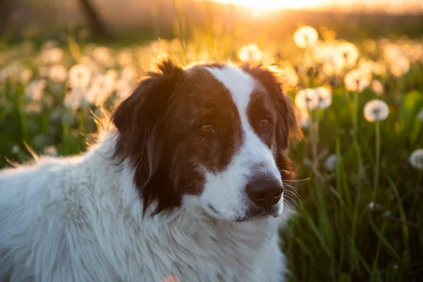 夕暮れ時のタンポポ畑の犬の肖像画 — ストック写真