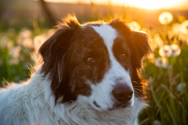 夕暮れ時のタンポポ畑の犬の肖像画 — ストック写真