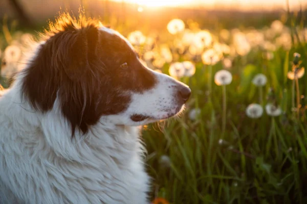 Dog Portrait Dandelion Field Sunset — Stockfoto