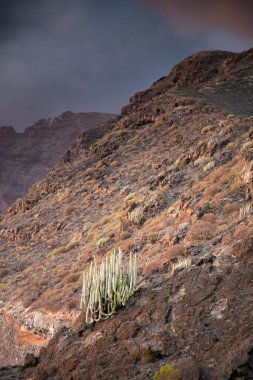 Tenerife 'deki engebeli arazi ve bitki örtüsü