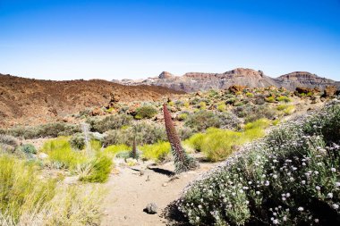 El Teide Ulusal Parkı 'ndaki muhteşem manzara 