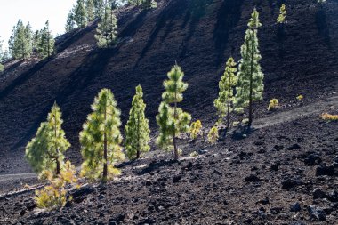 El Teide Ulusal Parkı 'ndaki muhteşem manzara 