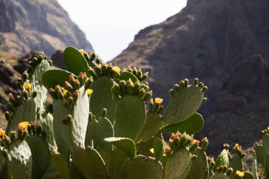 Engebeli Kanarya adalarında yetişen güzel yeşil kaktüsler.