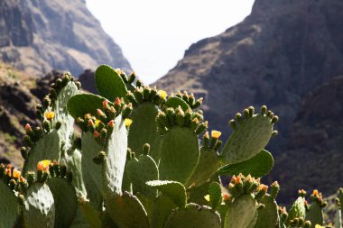 Engebeli Kanarya adalarında yetişen güzel yeşil kaktüsler.