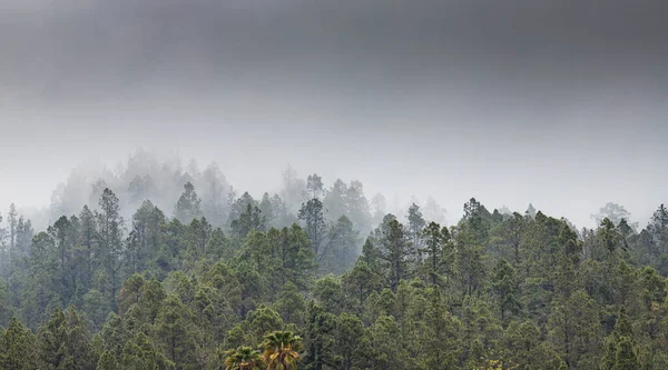 Nature Background Misty Pine Trees — Stock Photo, Image