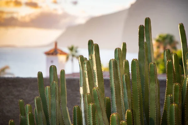 Cacti Sunset Tenerife Canary Islands — Stockfoto