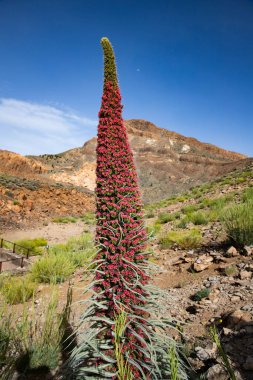 Tajinastes, Teide Ulusal Parkı, Tenerife, İspanya 'daki eşsiz ve özel çiçekler.