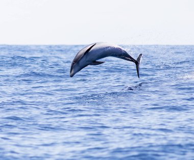 Okyanusta atlama yunus