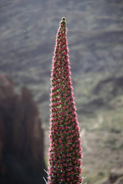 Tajinastes Las Flores Únicas Especiales Parque Nacional Del Teide Tenerife —  Fotos de Stock