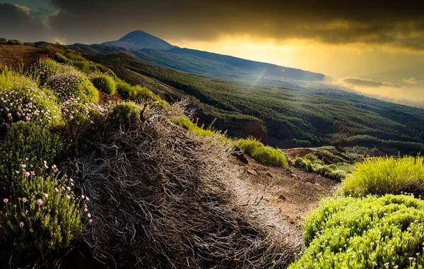 Amazing Sunset Teide Volcano Tenerife Canary Islands — Stock Photo, Image