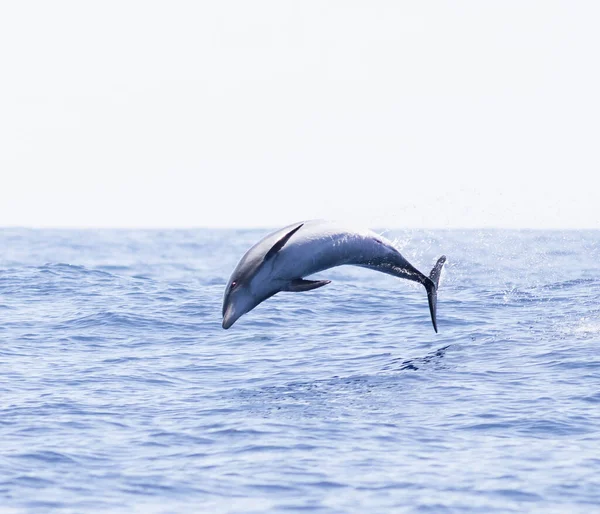 Dolphin Jumping Ocean — Stock Photo, Image