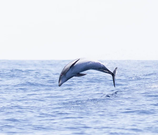 Golfinho Pulando Oceano — Fotografia de Stock