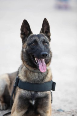 Polis köpeği kameraya poz veriyor.