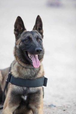 Polis köpeği kameraya poz veriyor.