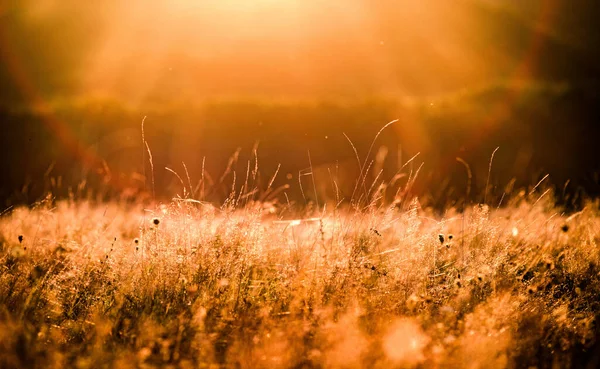 Warmen Herbst Sonnenuntergang Natur Hintergrund — Stockfoto