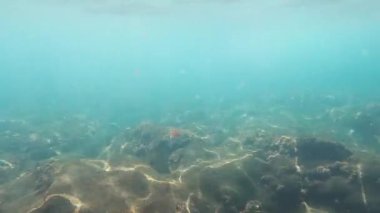 underwater world of fish swimming