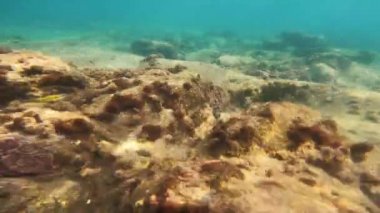 underwater world of fish swimming