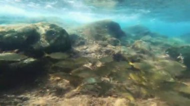underwater world of fish swimming