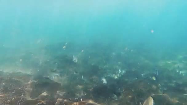Підводний Світ Рибного Плавання Стокове Відео 