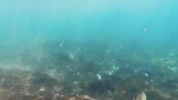 Underwater World Fish Swimming Stock Footage