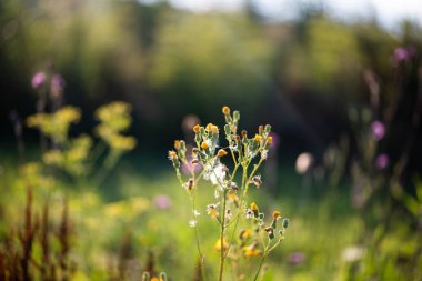 Tarlada yabani çiçekler
