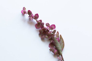 white vase and white flower on abstract background