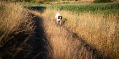 Sonbaharda kır yolu