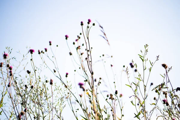 Fiori Selvatici Sul Campo — Foto Stock