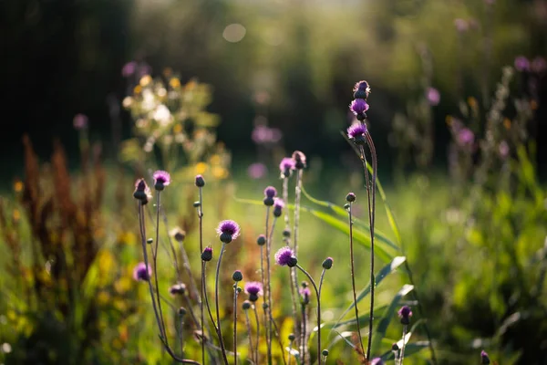 Flores Silvestres Campo — Foto de Stock