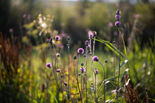 Fiori Selvatici Sul Campo — Foto Stock