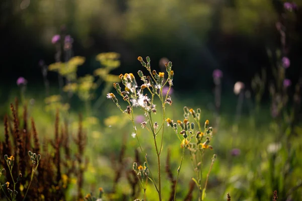 Wild Flowers Field — Stock Photo, Image