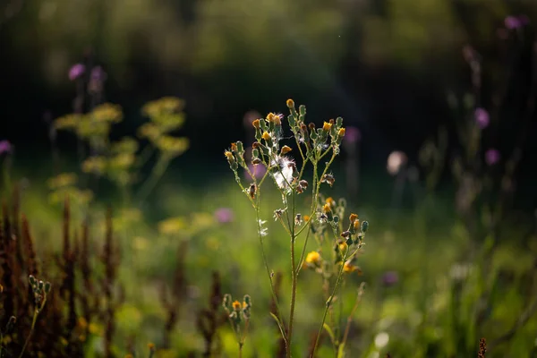 Fleurs Sauvages Sur Terrain — Photo