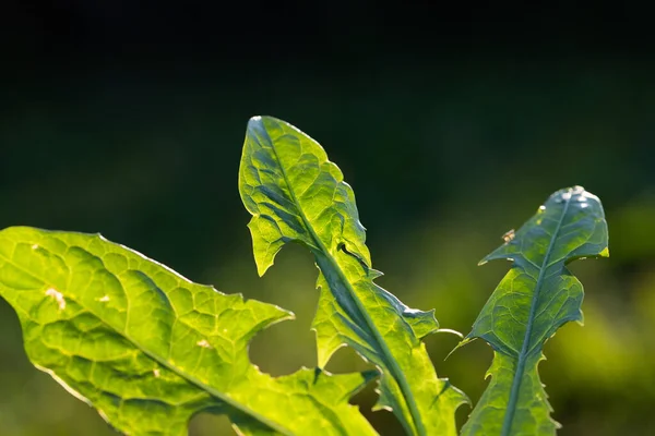 Fresh Green Dandelion Leaves Field — Stock Photo, Image