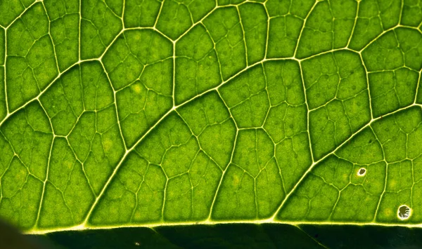 Green Leaf Abstract Close — Zdjęcie stockowe