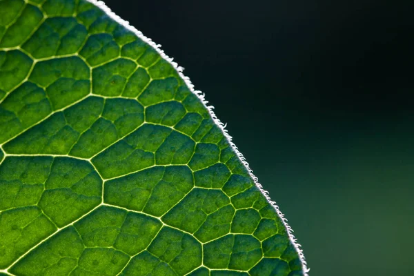 Зеленый Лист Крупным Планом — стоковое фото