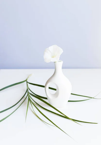 Біла Ваза Біла Квітка Абстрактному Світло Блакитному Фоні — стокове фото