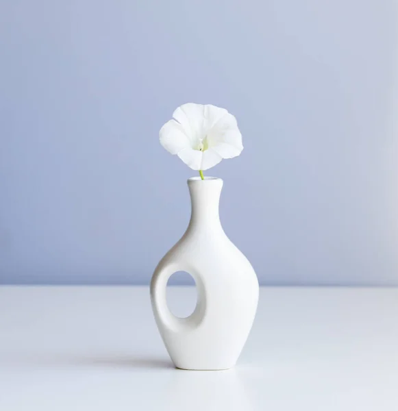 white vase and white flower on abstract  light blue background