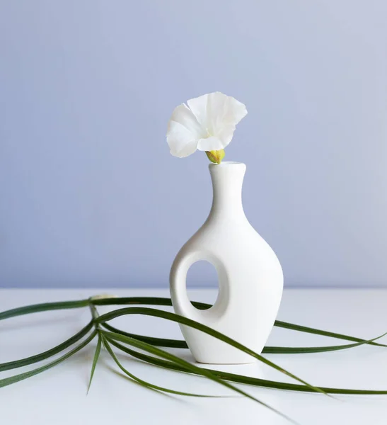 white vase and white flower on abstract  light blue background